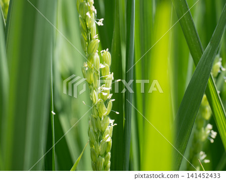 Rice flower Rice flower 141452433