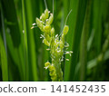 米花 141452435