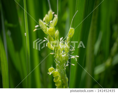 Rice flower Rice flower 141452435