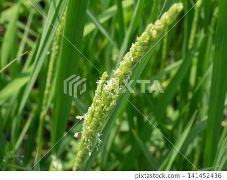 Rice flower Rice flower 141452436