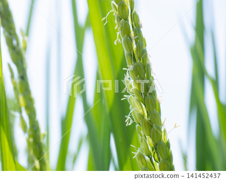 Rice flower Rice flower 141452437