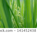 米花 141452438