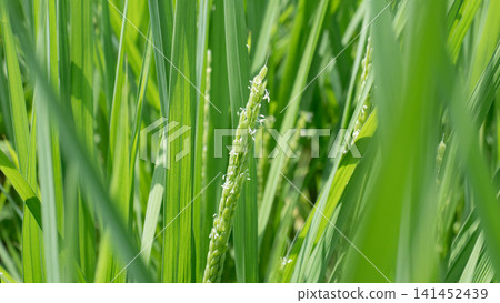 Rice flower Rice flower 141452439