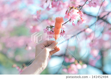 一個女孩手捧團子和櫻花 一個女孩手捧團子和櫻花 141452494