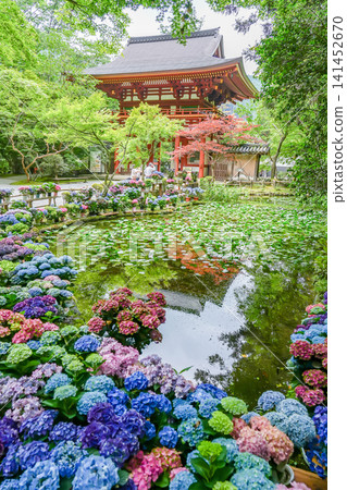 Hydrangeas adorning the area around Banji Pond behind the Niomon Gate of Muroji Temple in Uda City, Nara Prefecture. Hydrangeas adorning the area around Banji Pond behind the Niomon Gate of Muroji Temple in Uda City, Nara Prefecture. 141452670