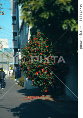 街景中盛開著紅色的山茶花。 街景中盛開著紅色的山茶花。 141452749