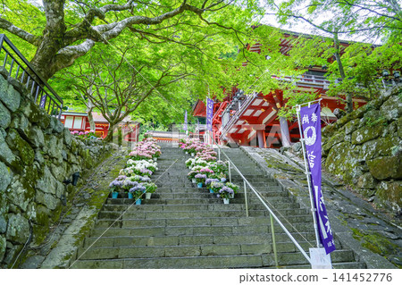 在奈良縣櫻井市丹山神社的階梯上,繡球花盆栽與周圍的綠植相映成趣。 在奈良縣櫻井市丹山神社的階梯上,繡球花盆栽與周圍的綠植相映成趣。 141452776