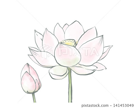 A watercolor-style illustration of lotus flowers and buds with outlines. 141453049