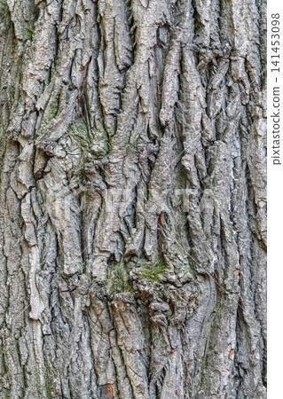 Bark texture and background of a old tree trunk. Detailed bark texture. Bark texture and background of a old tree trunk. Detailed bark texture. 141453098