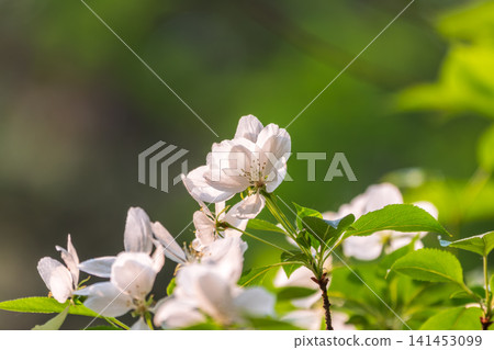 White blossoming apple trees in the sunset light. Spring season, spring colors. White blossoming apple trees in the sunset light. Spring season, spring colors. 141453099