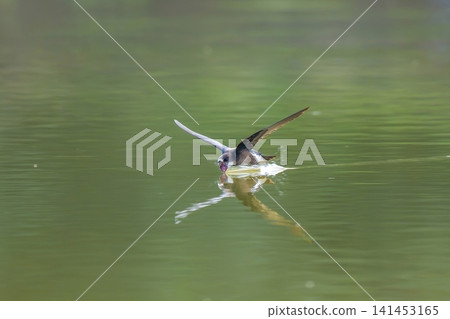 The dynamic flight and beautiful reflection of a needle-tailed swift as it skims the water's surface and drinks water with great gusto. The dynamic flight and beautiful reflection of a needle-tailed swift as it skims the water's surface and drinks water with great gusto. 141453165
