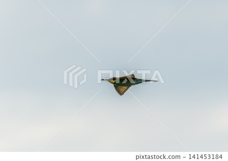 European Bee-eater bird in flight with colorful wings European Bee-eater bird in flight with colorful wings 141453184