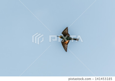 European Bee-eater bird in flight with colorful wings European Bee-eater bird in flight with colorful wings 141453185