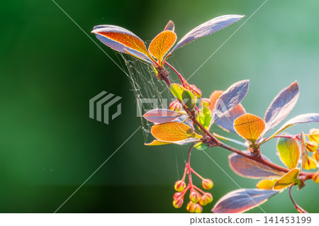 Bush of barberry in the spring with fresh green leaves and small yellow flowers. Branches of bushes with young leaves Bush of barberry in the spring with fresh green leaves and small yellow flowers. Branches of bushes with young leaves 141453199