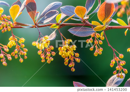 Bush of barberry in the spring with fresh green leaves and small yellow flowers. Branches of bushes with young leaves Bush of barberry in the spring with fresh green leaves and small yellow flowers. Branches of bushes with young leaves 141453200