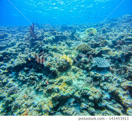 Miyako Island Yaebise Diving Tour Miyako Island Yaebise Diving Tour 141453911