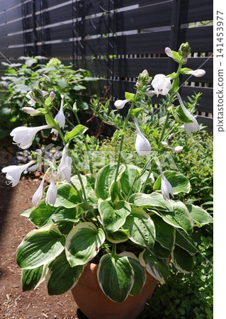 Variegated hosta Variegated hosta 141453977