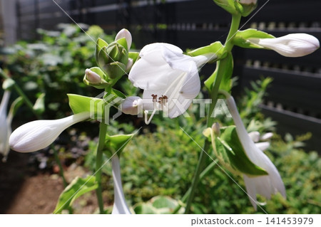 White hosta flowers White hosta flowers 141453979