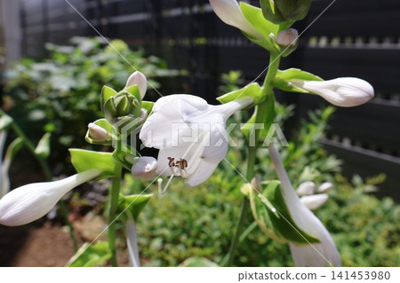 White hosta flowers White hosta flowers 141453980