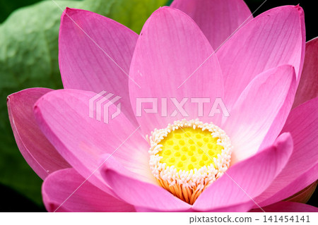為初夏的清晨著色的純蓮花 141454141