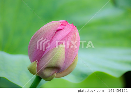 為初夏的清晨著色的純蓮花 為初夏的清晨著色的純蓮花 141454151