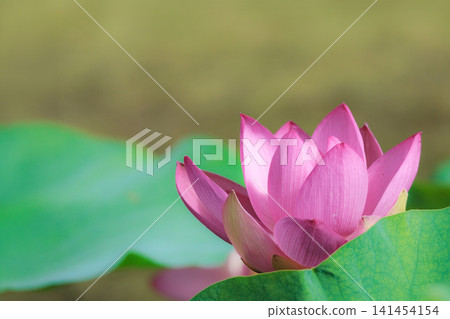 為初夏的清晨著色的純蓮花 141454154