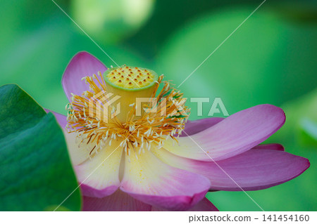 為初夏的清晨著色的純蓮花 141454160