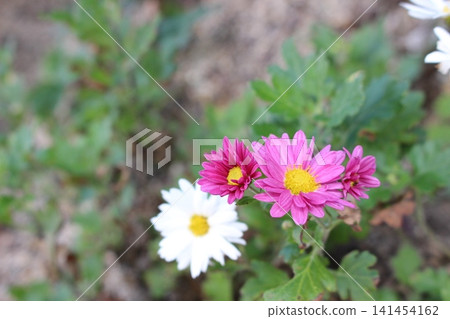 秋天的花朵顏色較淺:野生菊花 秋天的花朵顏色較淺:野生菊花 141454162