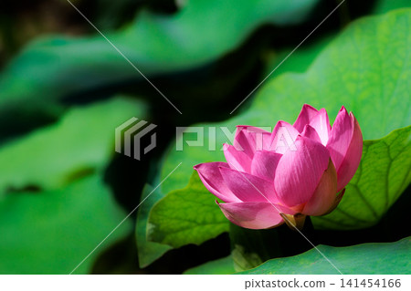 Pure lotus flowers that color the early morning of early summer Pure lotus flowers that color the early morning of early summer 141454166