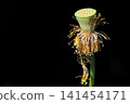 Pure lotus flowers that color the early morning of early summer 141454171