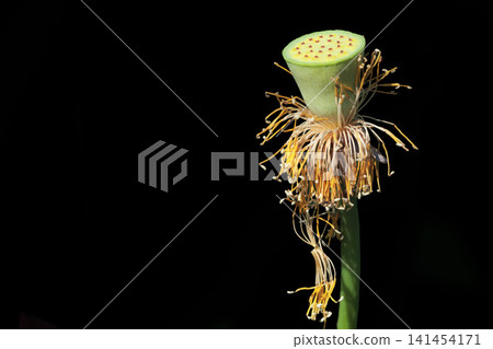 Pure lotus flowers that color the early morning of early summer Pure lotus flowers that color the early morning of early summer 141454171
