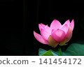Pure lotus flowers that color the early morning of early summer 141454172