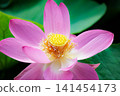 Pure lotus flowers that color the early morning of early summer 141454173