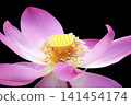 Pure lotus flowers that color the early morning of early summer 141454174