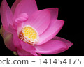 Pure lotus flowers that color the early morning of early summer 141454175
