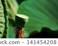 Pure lotus flowers that color the early morning of early summer 141454208