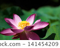 Pure lotus flowers that color the early morning of early summer 141454209