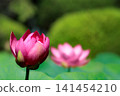Pure lotus flowers that color the early morning of early summer 141454210
