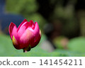 Pure lotus flowers that color the early morning of early summer 141454211