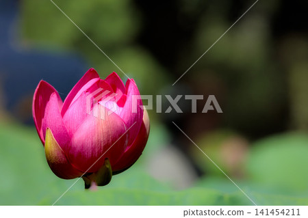 Pure lotus flowers that color the early morning of early summer Pure lotus flowers that color the early morning of early summer 141454211