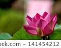 Pure lotus flowers that color the early morning of early summer 141454212