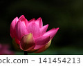 Pure lotus flowers that color the early morning of early summer 141454213