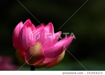 為初夏的清晨著色的純蓮花 141454213