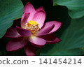 Pure lotus flowers that color the early morning of early summer 141454214
