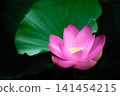 Pure lotus flowers that color the early morning of early summer 141454215
