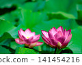 Pure lotus flowers that color the early morning of early summer 141454216