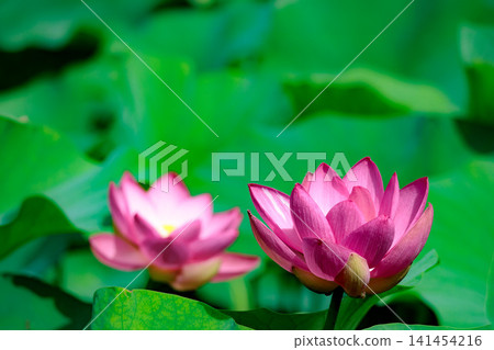 Pure lotus flowers that color the early morning of early summer Pure lotus flowers that color the early morning of early summer 141454216