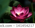 Pure lotus flowers that color the early morning of early summer 141454217