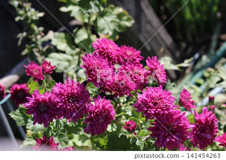 Autumn of the flower bed Chrysanthemum flowers Autumn of the flower bed Chrysanthemum flowers 141454263