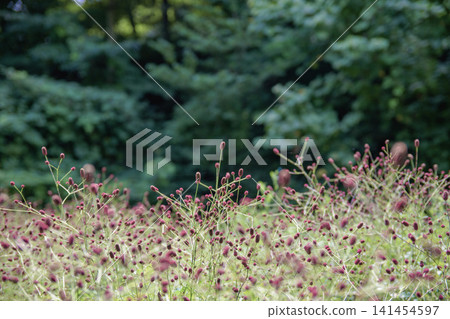 景觀與紅色的花朵 141454597